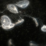 Cómo tirar dinero público buscando bichos en lagos amarillos