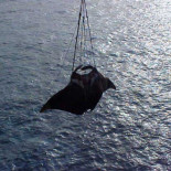 Manta gigante muerta al engancharse a la cadena del ancla de un barco