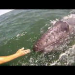 Una ballena alzando a su cría fuera del agua para que tome contacto con humanos