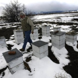 Tom Theobald, el hombre que sabía que un pesticida provoca el exterminio de las abejas
