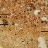 El hombre hacía fuego hace un millón de años