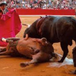 Los recortes tampoco afectan a los toros