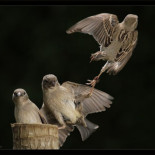 Espectaculares imágenes de la vida oculta de los gorriones