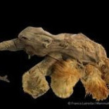 Hallan un joven mamut de pelo rojizo