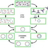 Un as en la manga: Los fagos (virus) de Tiflis