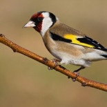 Cinco ediles se embolsan 1.750 euros por aprobar una ayuda de 300 €