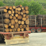 Euros por tonelada (de madera)