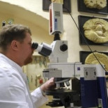 Hallan una molécula que obliga a las células cancerígenas a suicidarse