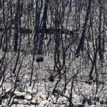 Nueva Ley de Montes: Cañete estudia permitir obras de" interés general"en suelo quemado