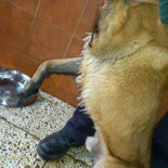 Los perros de la Policía Municipal de Madrid amanecen congelados