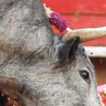 Wert premia con 30.000 euros a un torero