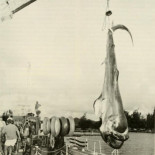 El esquivo tiburón de boca gigante