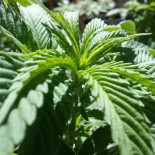 Científicamente probado: la marihuana ordena un suicidio programado a las células cancerosas