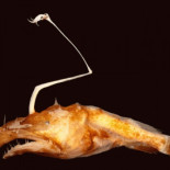 Descubren extraño pez en las profundidades del Golfo de México [ING]