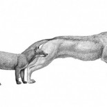 El clima moldeó a los lobos