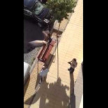 Buitre en las calles de Soria