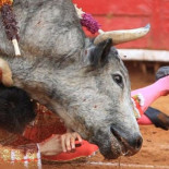 El Parlamento Europeo aprueba que el dinero de la UE no pueda usarse para ayudar a la tauromaquia