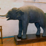 El elefante que viajó a bordo de una fragata española