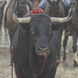 Tordesillas renuncia a celebrar el Toro de la Vega en 2016
