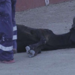 PACMA responde al alcalde del PP y publica imágenes aún más crueles del maltrato a la becerra