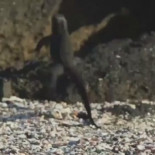 Posiblemente la mejor escena de un documental de la historia [Eng]