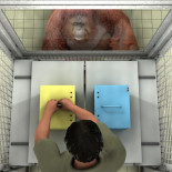 Los grandes simios ayudan a los humanos a no equivocarse