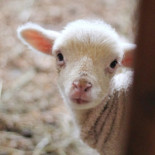 Récord de supervivencia de animales en una placenta artificial (ENG)