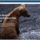 Ahora puedes mirar vídeos de la naturaleza en tiempo real desde Google Earth