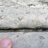 Caracoles del Cretácico se esconden en monumentos de Madrid