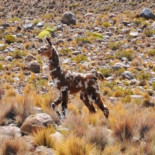 El atípico "Huachimingo" que deambula por el Lago Chungará
