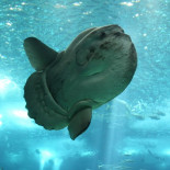 Esta bestia de 2.300 kilogramos es el pez óseo más grande del mundo