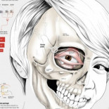 Cómo adquirieron los asiáticos sus característicos rasgos (ENG)