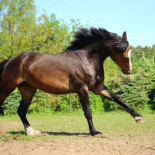 Los caballos tuvieron cinco dedos y conservan restos de ellos en sus pezuñas