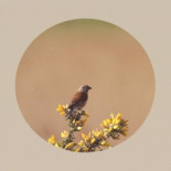 Adéntrate en este hermoso mapa interactivo hecho de miles de cantos de aves