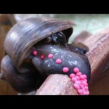 Caracol manzana soltando huevos