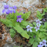 Descubren una nueva planta carnívora en España