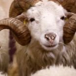 Localizan a una cabra en una frutería dos horas después de romper la luna de un autobús en Valencia