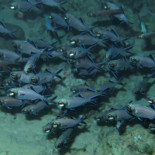 Peces linterna usan luz bioluminiscente bajo sus ojos para iluminar el plancton (ING)