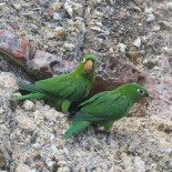 ¿Ciudades con muertos vivientes? La paradoja de conservar especies pero no sus funciones ecológicas