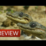 Un cocodrilo transporta a sus crías en la boca junto con una cámara espía bien disimulada [EN]