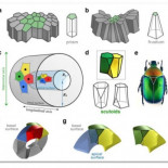Nueva forma geométrica descubierta en células embrionarias [ENG]