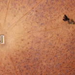 La sequía de Australia, el cáncer que se está comiendo las granjas del país (ENG)