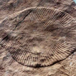 Enigmáticas criaturas que vivieron hace 630 millones de años eran animales..