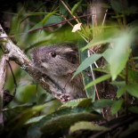 Una rara especie de roedor reaparece en el Santuario Histórico de Machu Picchu