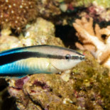 Por primera vez se observa a un pez reconocerse en un espejo (ING)