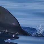 Viaje por la mayor autopista de animales del Mar Mediterráneo