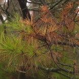 La "banda marrón" amenaza los pinares de Euskadi