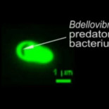 La bacteria Bdellovibrio matando a la bacteria E.coli