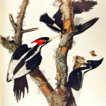 Un blanco destello en los bosques