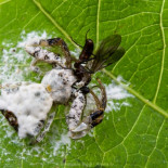 Supercazadores invertebrados